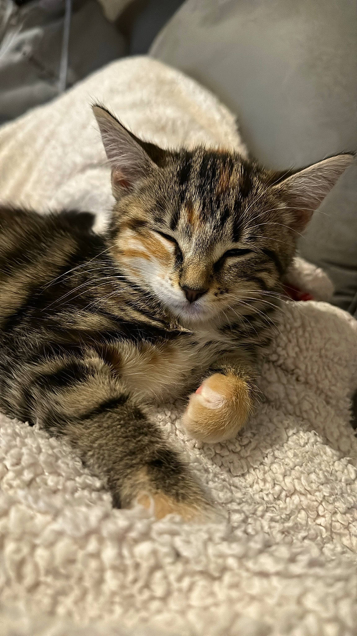 Urusse a rejoint le concours — aidez-le/la à gagner de superbes lots ! carnivore, cat, claw, close_up, comfort, domestic_short_haired_cat, fawn, felidae, fur, grass, paw, sleep, small_to_medium_sized_cats, tail, terrestrial_animal, vertebrate, whiskers, wildlife