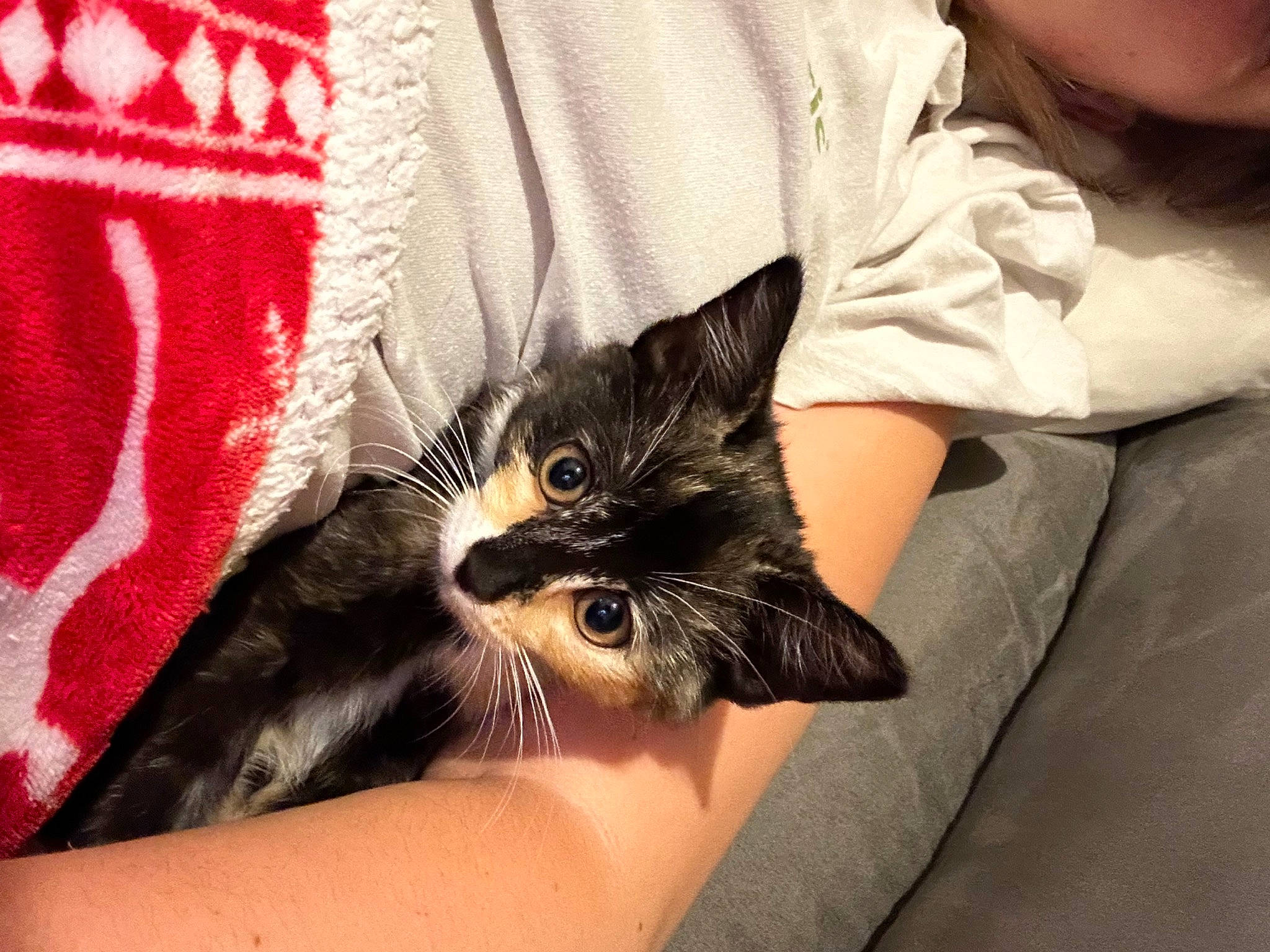 Una participe au concours pour gagner de l'argent avec cette photo : carnivore, cat, comfort, domestic_short_haired_cat, felidae, finger, fur, gesture, human_leg, lap, linens, mammal, nail, sitting, sleeve, small_to_medium_sized_cats, t_shirt, thigh, whiskers, wrist