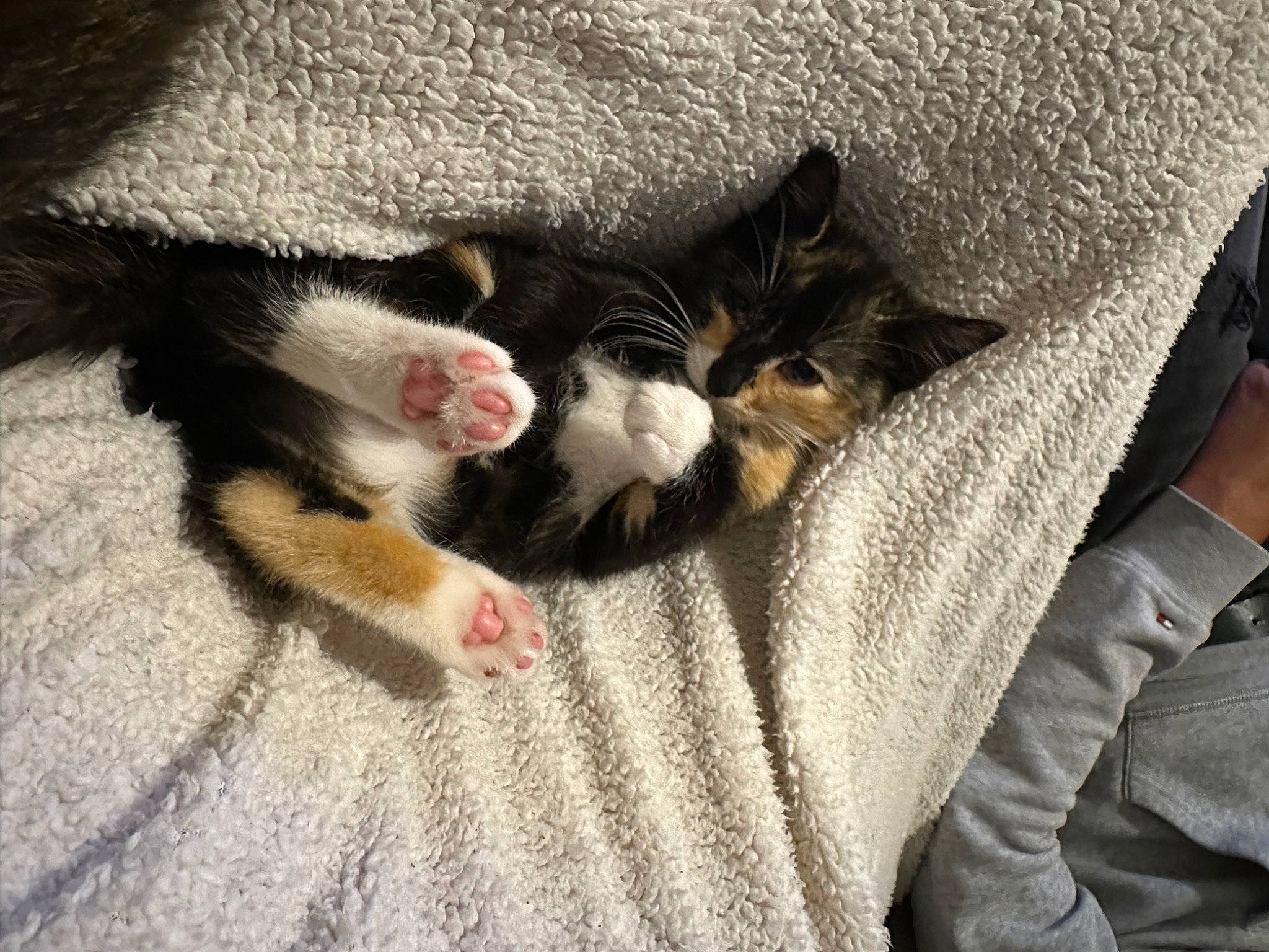 Una participe au concours pour gagner de l'argent avec cette photo : canidae, carnivore, cat, claw, comfort, companion_dog, dog_breed, domestic_short_haired_cat, felidae, foot, fur, grey, nap, paw, sleep, small_to_medium_sized_cats, snout, sporting_group, tail, whiskers