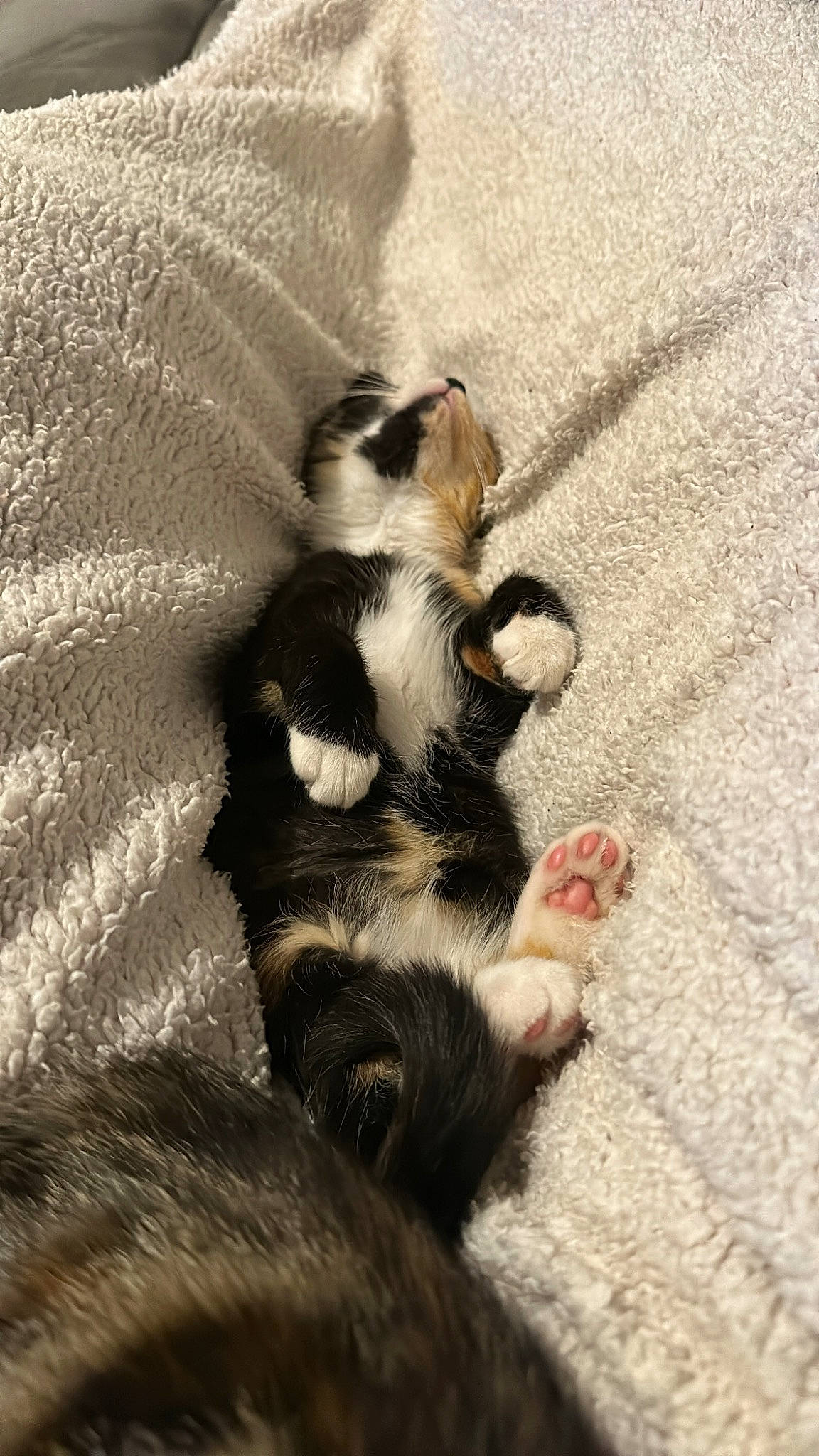 Una participe au concours pour gagner de l'argent avec cette photo : carnivore, cat, claw, close_up, comfort, companion_dog, felidae, fur, paw, sand, shadow, small_to_medium_sized_cats, tail, terrestrial_animal, whiskers