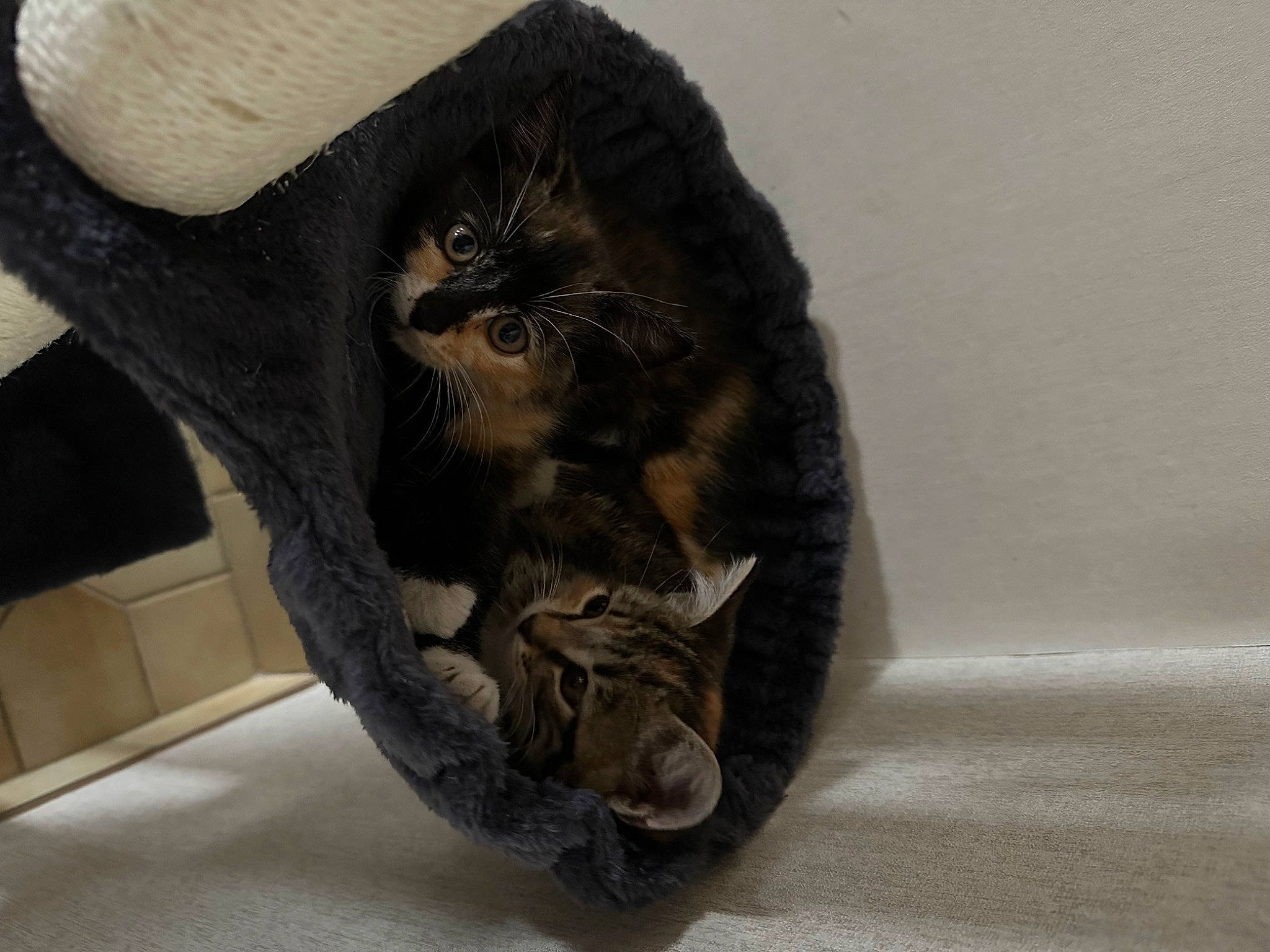 Una a rejoint le concours — aidez-le/la à gagner de superbes lots ! artifact, bag, black_cat, carnivore, cat, cat_supply, claw, comfort, domestic_short_haired_cat, felidae, fur, hat, luggage_and_bags, paw, small_to_medium_sized_cats, snout, tail, terrestrial_animal, whiskers