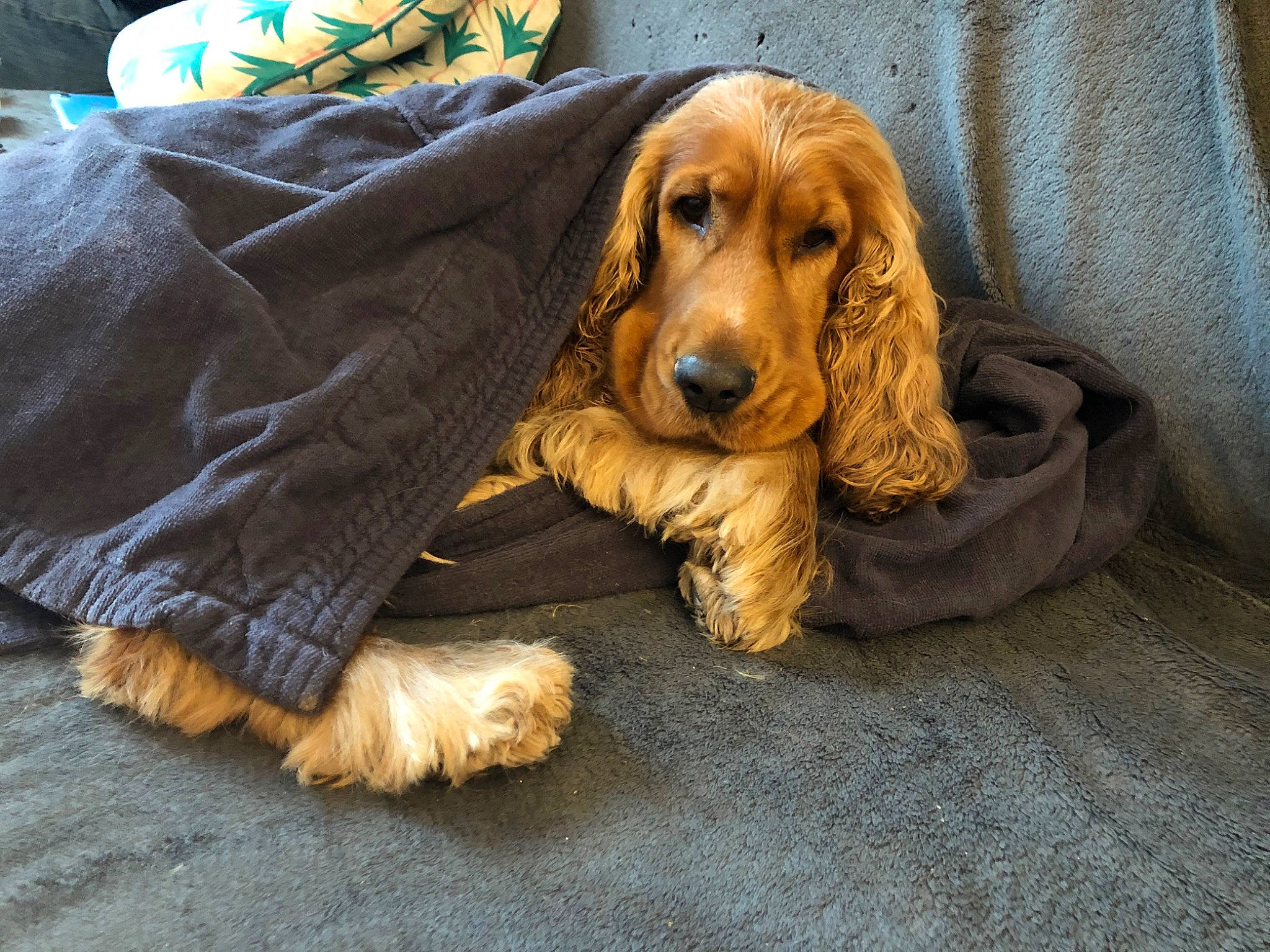 Caramel a rejoint le concours — aidez-le/la à gagner de superbes lots ! american_cocker_spaniel, canidae, carnivore, cocker_spaniel, companion_dog, dog, dog_breed, english_cocker_spaniel, fawn, field_spaniel, german_spaniel, irish_setter, mammal, rare_breed_dog, russian_spaniel, snout, spaniel, sporting_group, sussex_spaniel, vertebrate