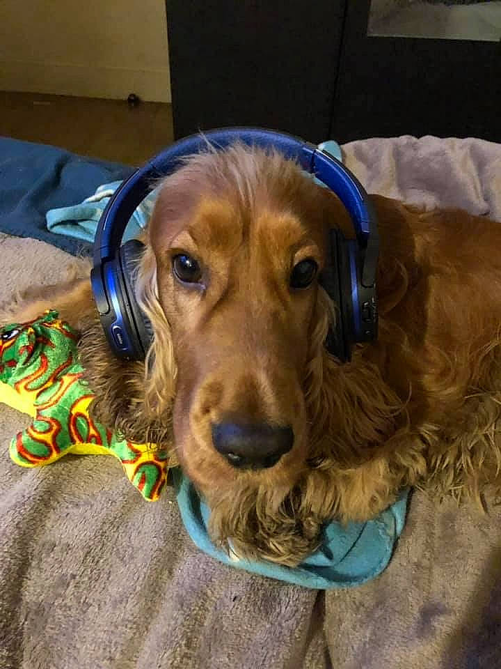 Caramel participe au concours pour gagner de l'argent avec cette photo : beagador, canidae, carnivore, cocker_spaniel, companion_dog, dog, dog_breed, english_cocker_spaniel, fawn, golden_retriever, irish_setter, mammal, rare_breed_dog, setter, snout, spaniel, sporting_group, vertebrate