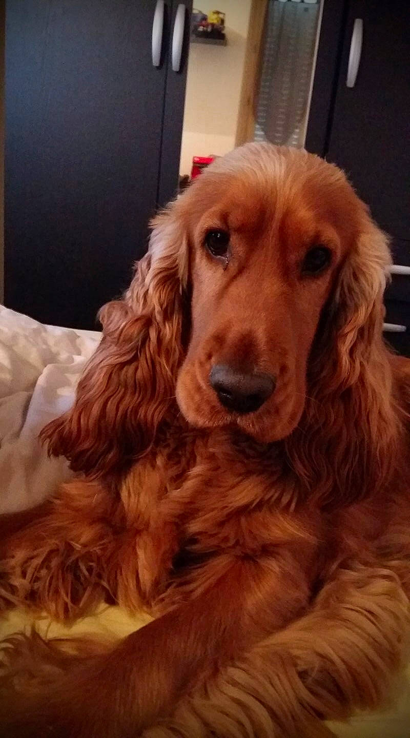 Caramel participe au concours pour gagner de l'argent avec cette photo : canidae, carnivore, cocker_spaniel, companion_dog, dog, dog_breed, english_cocker_spaniel, field_spaniel, german_spaniel, golden_retriever, irish_setter, mammal, rare_breed_dog, russian_spaniel, setter, snout, spaniel, sporting_group, sussex_spaniel, vertebrate