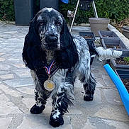 Cookie participe au concours pour gagner de l'argent avec cette photo : animal, award, barbecue_grill, black_and_white, cute, dog, fur, garden, leash, long_ears, medal, medal_ribbon, outdoor, patio, pet, planters, spaniel, standing, stone_floor, tail