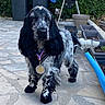 animal, award, barbecue_grill, black_and_white, cute, dog, fur, garden, leash, long_ears, medal, medal_ribbon, outdoor, patio, pet, planters, spaniel, standing, stone_floor, tail