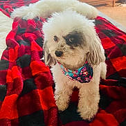 Spotty is registered to the contest to win money with this photo: animal, bandana, bedroom, black, black_patch, blanket, carpet, checkered, cozy, curious, cute, dog, floral, fluffy, fur, furniture, indoor, pet, red, white