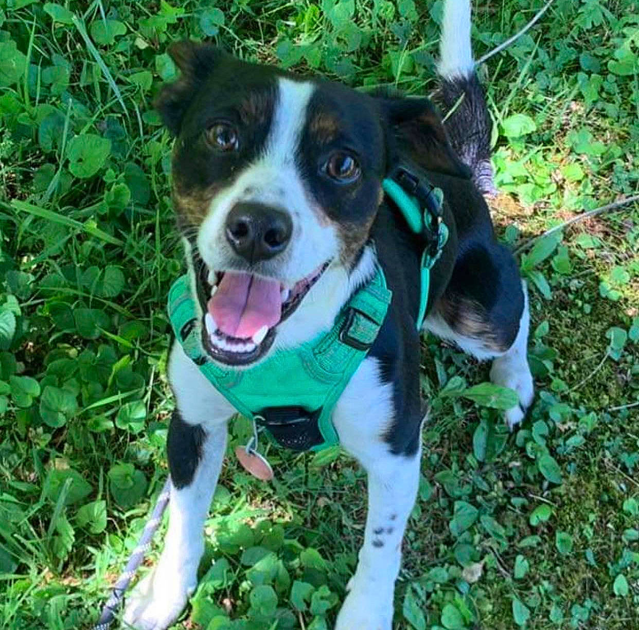 Midnight is registered to the contest to win money with this photo: adventure, canidae, carnivore, collar, companion_dog, dog, dog_breed, dog_collar, dog_supply, fashion_accessory, fawn, grass, leash, personal_protective_equipment, plant, snout, sporting_group, whiskers, working_animal, working_dog