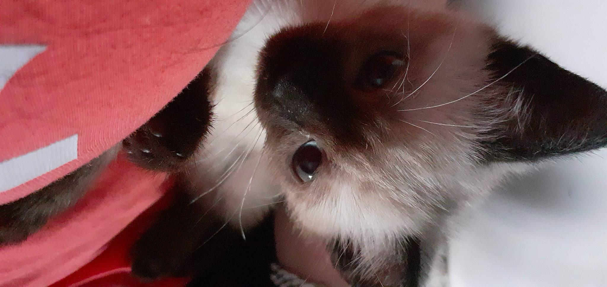 Neko participe au concours pour gagner de l'argent avec cette photo : balinese, birman, carnivore, cat, close_up, ear, eyelash, fawn, felidae, fur, ragdoll, siamese, small_to_medium_sized_cats, snout, whiskers