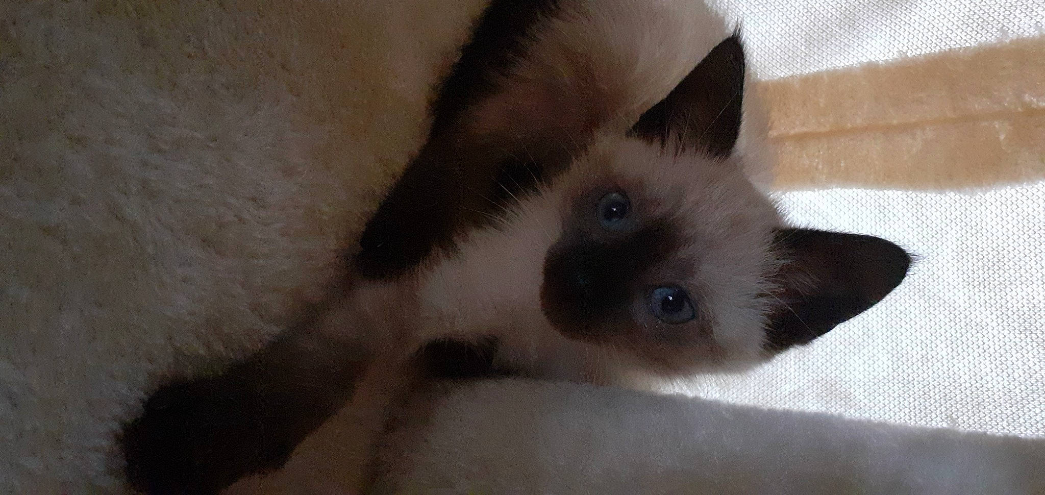 Neko participe au concours pour gagner de l'argent avec cette photo : balinese, birman, carnivore, cat, domestic_short_haired_cat, eyebrow, fawn, felidae, fur, iris, ragdoll, siamese, small_to_medium_sized_cats, snout, thai, whiskers