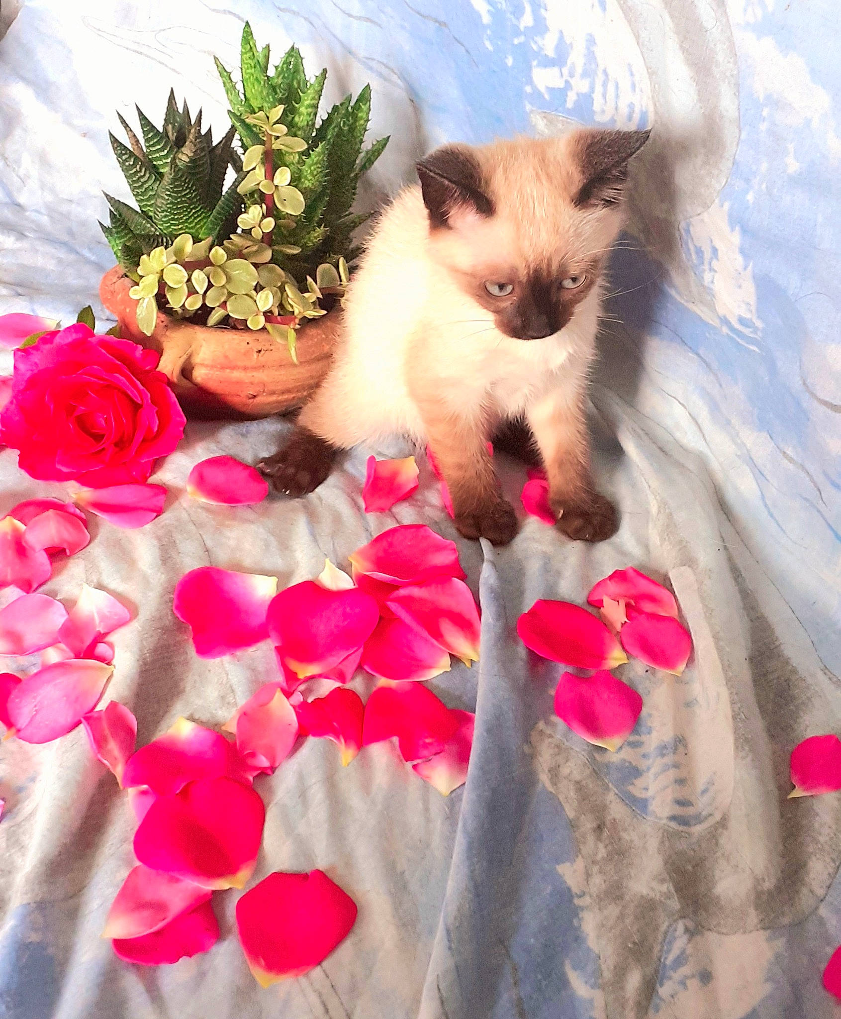 Neko participe au concours pour gagner de l'argent avec cette photo : artificial_flower, carnivore, cat, cut_flowers, fawn, felidae, flower, flower_arranging, flowerpot, happy, houseplant, landscape, light, petal, plant, siamese, small_to_medium_sized_cats, tail, whiskers, window