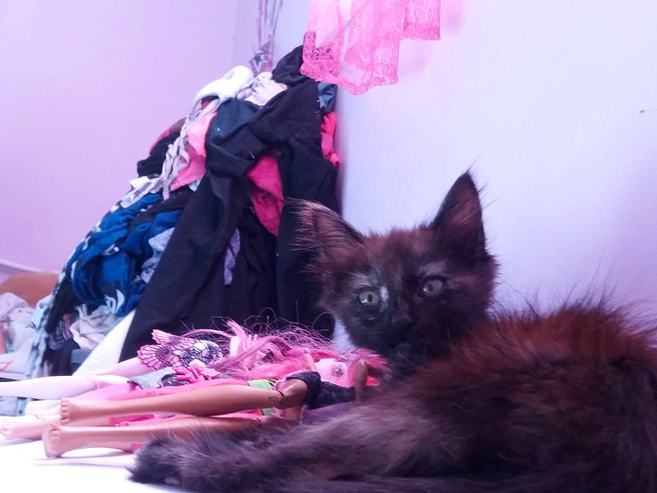 Leila a rejoint le concours — aidez-le/la à gagner de superbes lots ! black_cat, bombay, canidae, carnivore, cat, cat_supply, claw, comfort, dog_breed, domestic_short_haired_cat, fashion_design, fawn, felidae, fur, magenta, pink, purple, small_to_medium_sized_cats, tail, whiskers