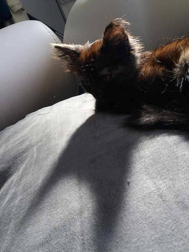 Leila participe au concours pour gagner de l'argent avec cette photo : black_cat, canidae, carnivore, cat, chair, cloud, comfort, dog_breed, domestic_short_haired_cat, fawn, felidae, grey, paw, small_to_medium_sized_cats, sporting_group, tail, tints_and_shades, whiskers, window, wood