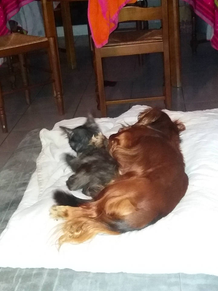 Leila participe au concours pour gagner de l'argent avec cette photo : brown, carnivore, chair, comfort, companion_dog, dog, dog_breed, fawn, felidae, flooring, furniture, hardwood, liver, mammal, small_to_medium_sized_cats, sporting_group, vertebrate, whiskers, wood, working_animal