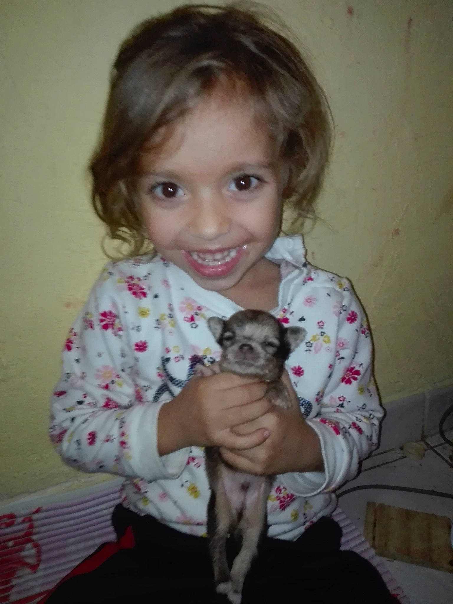 Kellina participe au concours pour gagner de l'argent avec cette photo : american_hairless_terrier, canidae, carnivore, child, companion_dog, dog, dog_breed, fawn, italian_greyhound, joy, lurcher, person, pug, puppy, sporting_group, toy_dog, whippet