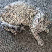 Whiskers is registered to the contest to win money with this photo: cat, wet_fur, carpet, pet, animal, licking, paw, indoor, feline, fur, tail, ears, whiskers, cute, domestic, mammal, resting, grey, striped, closeup