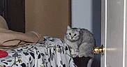 Whiskers joined the competition — help win amazing prizes! cat, indoor, bed, blanket, floral_pattern, plush_toys, stuffed_animals, door, door_knob, gray_cat, furniture, animal, pet, cozy, clutter, room, domestic, curious, seated, soft_toys
