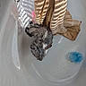 Whiskers joined the competition — help win amazing prizes! cat, wet, bathtub, towel, bathroom, sunlight, shadow, striped_shadow, blue_sponge, pet, animal, fur, curled_up, indoor, clean, white, drain, reflection, bath, relaxing