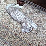 Whiskers is registered to the contest to win money with this photo: kitten, cat, gray_tabby, carpet, rug, indoor, furniture_leg, wood, pattern, animal, pet, resting, cute, feline, small, fur, relaxed, lying_down, home, cozy