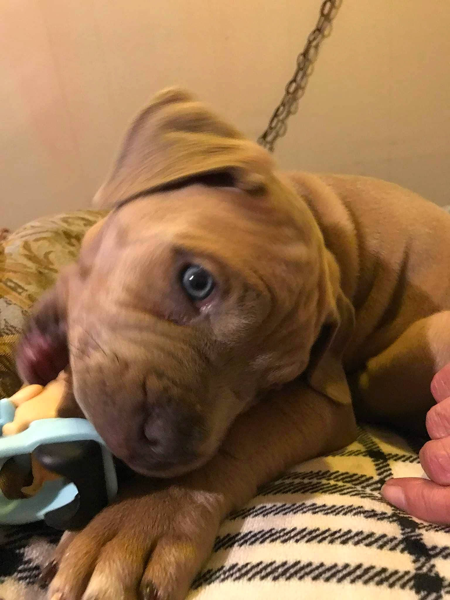 Khaos joined the competition — help win amazing prizes! canidae, carnivore, comfort, companion_dog, dog, dog_breed, dog_supply, ear, fawn, fur, liver, non_sporting_group, snout, sporting_group, terrestrial_animal, toy_dog, whiskers, wood, working_animal, wrinkle