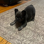 Snoop joined the competition — help win amazing prizes! puppy, dog, black_dog, stretching, carpet, rug, indoor, wooden_floor, living_room, pet, cute, young_dog, small_dog, animal, home, floor, ears, fur, paws, playful