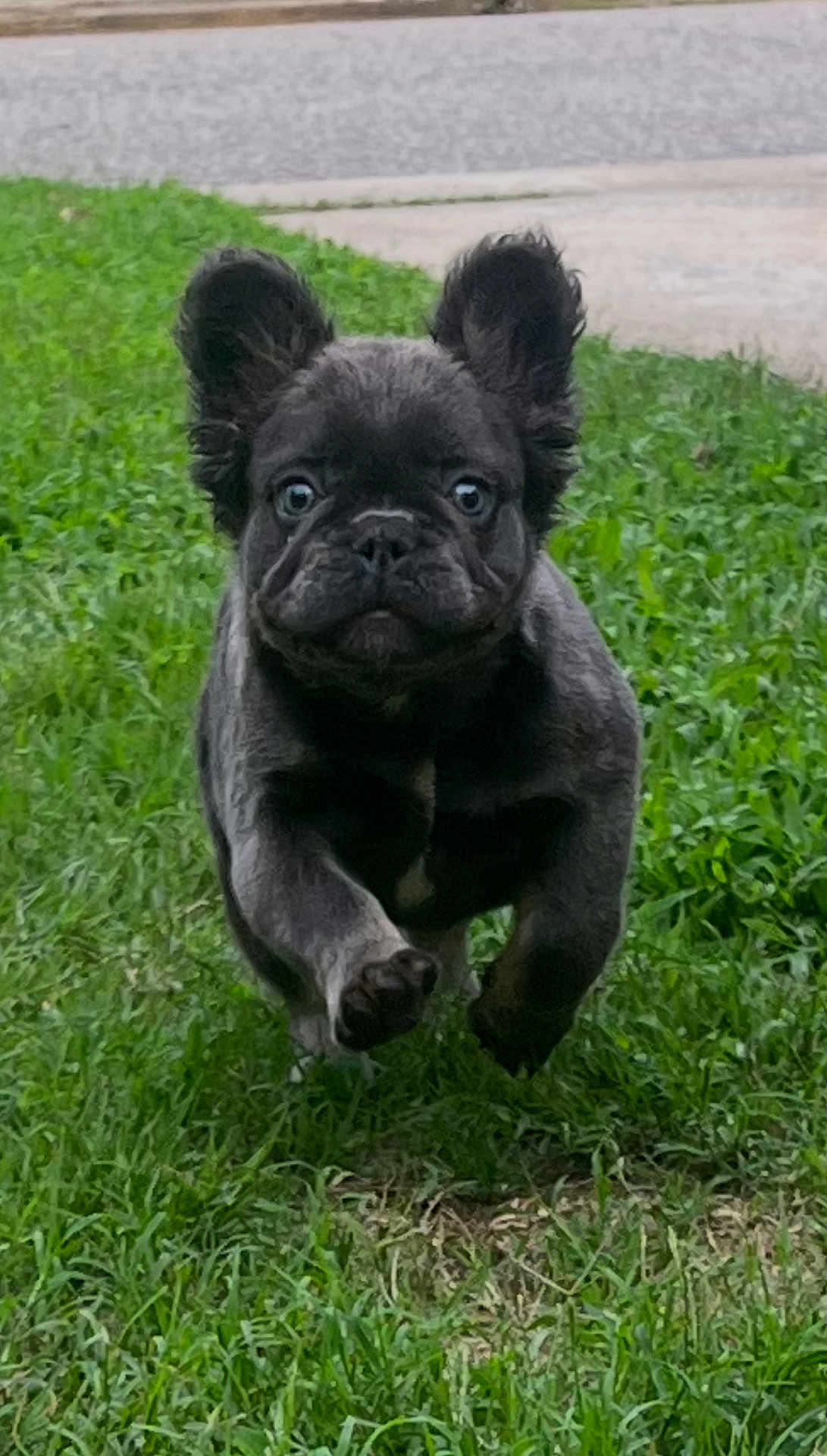 Snoop