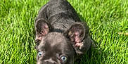 Snoop joined the competition — help win amazing prizes! puppy, dog, grass, outdoor, animal, pet, black_fur, blue_eyes, tongue, young_dog, cute, nature, sunlight, playful, close_up, small_dog, ears, tongue_out, greenery, summer