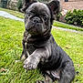 Snoop is registered to the contest to win money with this photo: puppy, dog, black_dog, grass, outdoor, pet, cute, animal, young_dog, ears, paw, lawn, house, brick_wall, window, greenery, backyard, sitting, canine, friendly