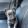 Snoop is registered to the contest to win money with this photo: puppy, dog, french_bulldog, car, car_interior, seat, leather_seat, black, pet, animal, ears, eyes, cute, young, sitting, looking, front_view, indoors, companion, travel