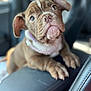Martini joined the competition — help win amazing prizes! puppy, dog, pet, brown_coat, car_interior, leather_seat, collar, close_up, cute, young, animal, portrait, looking_up, soft_light, indoor, focus, wrinkles, ears, nose, paws