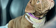 Martini joined the competition — help win amazing prizes! puppy, dog, brown, collar, car_seat, blanket, indoor, pet, young_dog, looking_up, cute, fur, animal, companion, seat, canine, portrait, side_view, domestic_animal, leisure