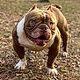 Grinch is registered to the contest to win money with this photo: bulldog, dog, pet, animal, outdoor, leafy_ground, happy, brown_and_white, short_hair, mammal, canine, standing, close_up, playful, tongue_out, ears_up, grass, nature, daylight, friendly