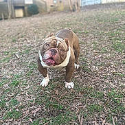 Grinch is registered to the contest to win money with this photo: bulldog, dog, pet, outdoor, grass, yard, leaves, canine, animal, brown, white, tongue, curious, standing, fence, nature, mammal, portrait, closeup, daylight