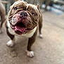 Grinch is registered to the contest to win money with this photo: dog, brown, white, happy, smiling, tongue_out, close_up, pet, canine, outdoor, concrete, blurred_background, playful, animal, friendly, mammal, companion, cute, fun, excited