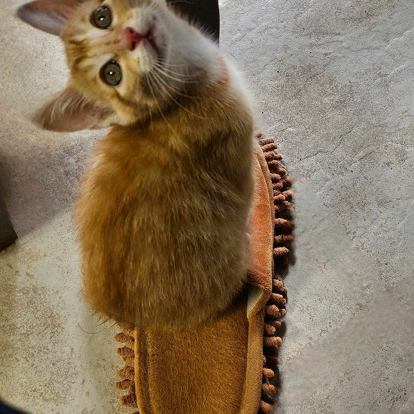 Beans is registered to the contest to win money with this photo: abyssinian, accessories, animal, brush, cat, clothing, device, footwear, glove, hardwood, kitten, manx, pet, sandal, shoe, sneaker, strap, suede, tool, wood