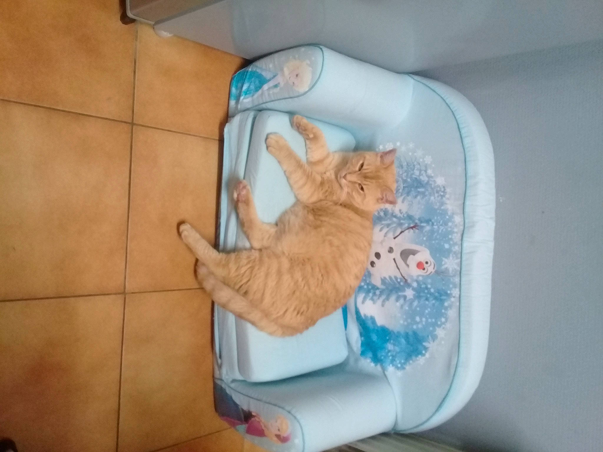 Garou participe au concours pour gagner de l'argent avec cette photo : box, carnivore, cat, cat_supply, comfort, domestic_short_haired_cat, fawn, felidae, flooring, hardwood, household_supply, linens, paw, pet_supply, plumbing, room, small_to_medium_sized_cats, tail, whiskers, wood