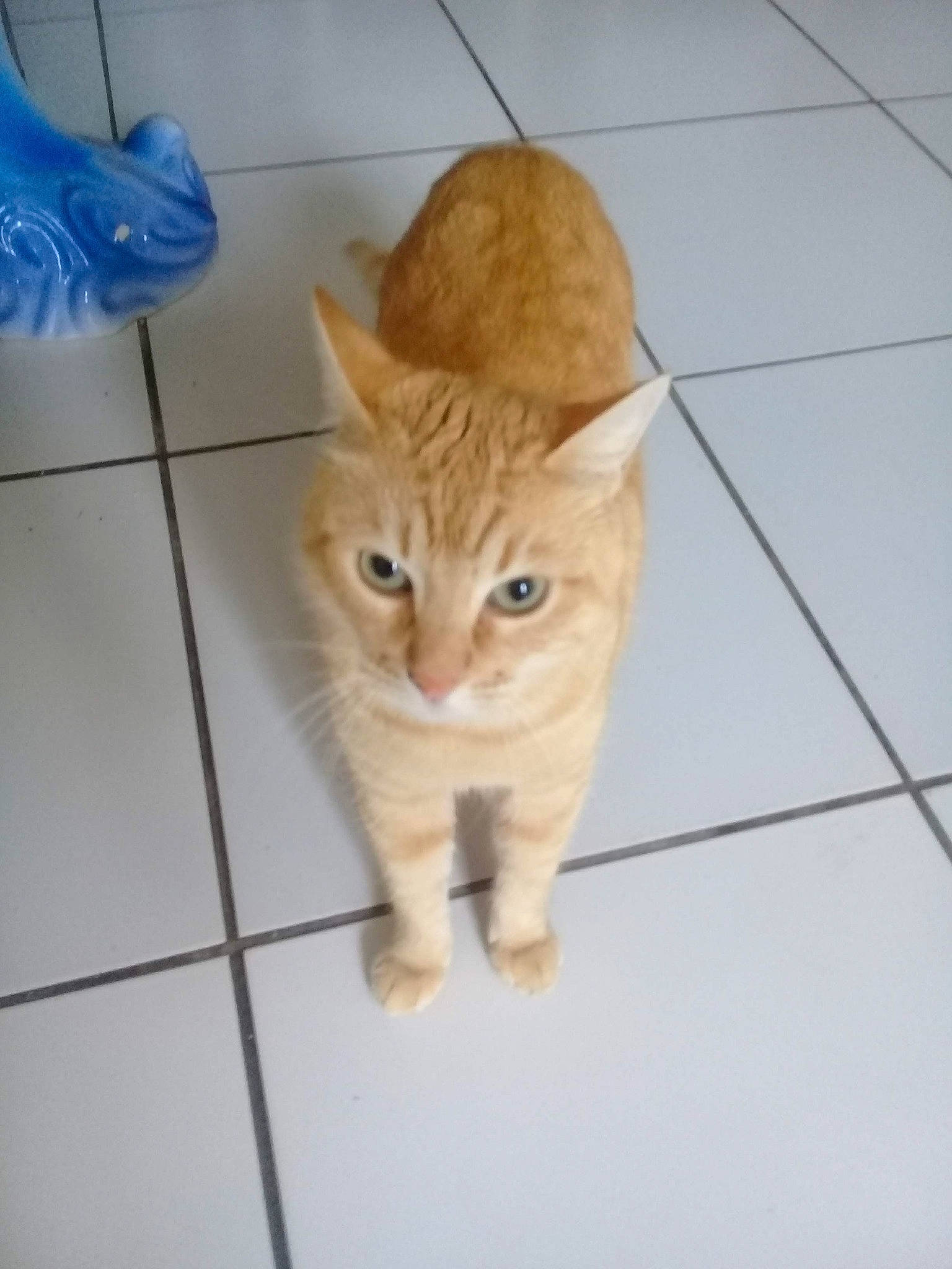 Garou participe au concours pour gagner de l'argent avec cette photo : carnivore, cat, claw, domestic_short_haired_cat, electric_blue, eye, fawn, felidae, floor, flooring, fur, head, iris, paw, small_to_medium_sized_cats, snout, tail, tile_flooring, whiskers, wood