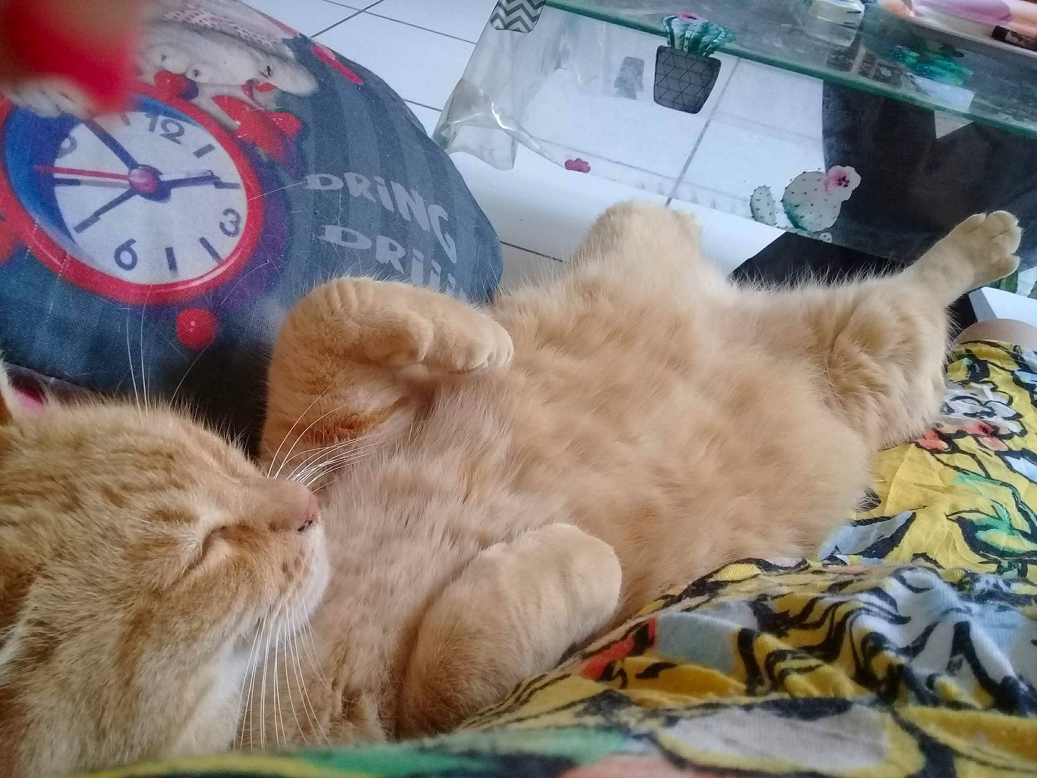 Garou a rejoint le concours — aidez-le/la à gagner de superbes lots ! alarm_clock, analog_watch, carnivore, cat, claw, clock, comfort, domestic_short_haired_cat, fawn, felidae, fur, home_accessories, measuring_instrument, nap, paw, quartz_clock, sleep, small_to_medium_sized_cats, tail, whiskers