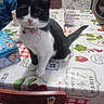 cat, tuxedo_cat, black_and_white, kitten, pet, animal, portrait, sitting, indoors, kitchen, table, tablecloth, collar, bell, pink_nose, whiskers, pointed_ears, tail, cups, washing_machine