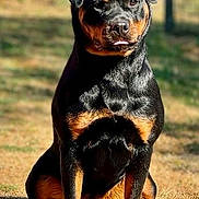 Chicha a rejoint le concours — aidez-le/la à gagner de superbes lots ! rottweiler, dog, animal, pet, outdoor, grass, sunlight, portrait, sitting, black, brown, canine, fur, nature, looking, alert, daylight, fence, mammal, companion