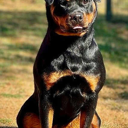 Chicha a rejoint le concours — aidez-le/la à gagner de superbes lots ! rottweiler, dog, animal, pet, outdoor, grass, sunlight, portrait, sitting, black, brown, canine, fur, nature, looking, alert, daylight, fence, mammal, companion