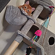 Kon O. C. R. joined the competition — help win amazing prizes! cat, cat_tree, cozy, curious, ears, feline, fur, gray, hanging_toy, indoor, jellyfish_toy, orange_tabby, perched, pet, playful, plush, relaxed, scratching_post, toy, wall