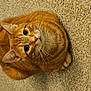 animal, carpet, cat, closeup, curious, cute, domestic, ears, eyes, feline, floor, fur, ginger_cat, indoor, looking_up, mammal, pet, playful, toy, whiskers