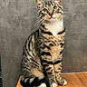 cat, tabby_cat, green_eyes, sitting, wooden_surface, gray_wall, indoor, pet, fur, whiskers, ears, curious, posing, animal, mammal, striped, cute, domestic_cat, feline, alert