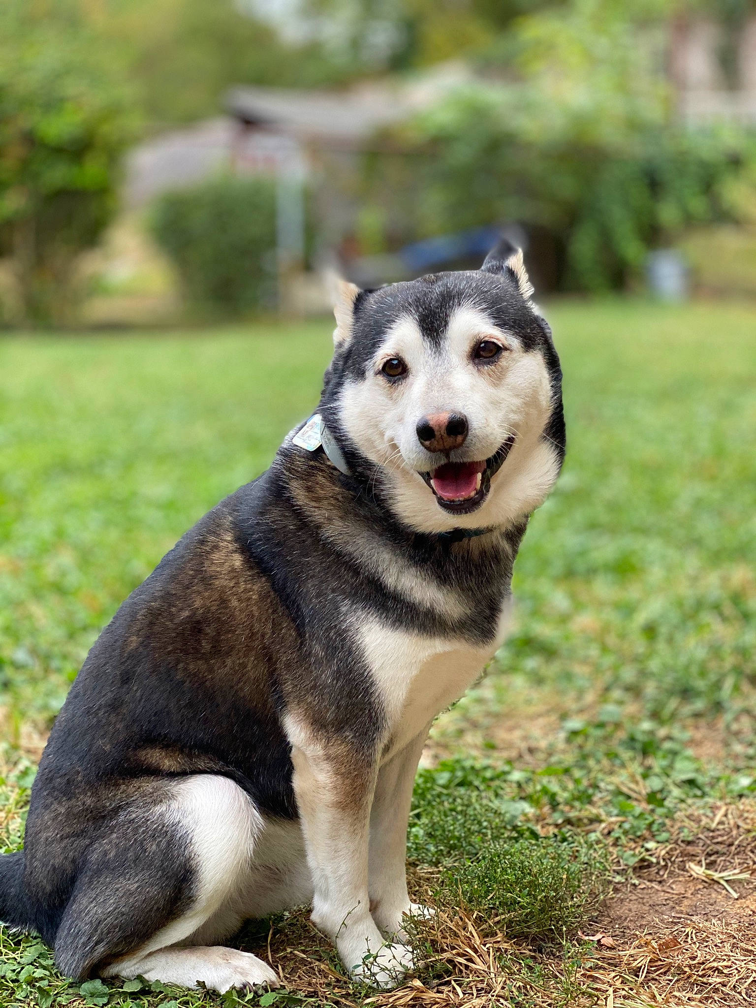 Bo Brady is registered to the contest to win money with this photo: alaskan_malamute, ancient_dog_breeds, canidae, carnivore, dog, dog_breed, jamthund, mammal, native_american_indian_dog, northern_inuit_dog, rare_breed_dog, saarloos_wolfdog, sakhalin_husky, seppala_siberian_sleddog, siberian_husky, sled_dog, snout, tamaskan_dog, vertebrate, wolfdog