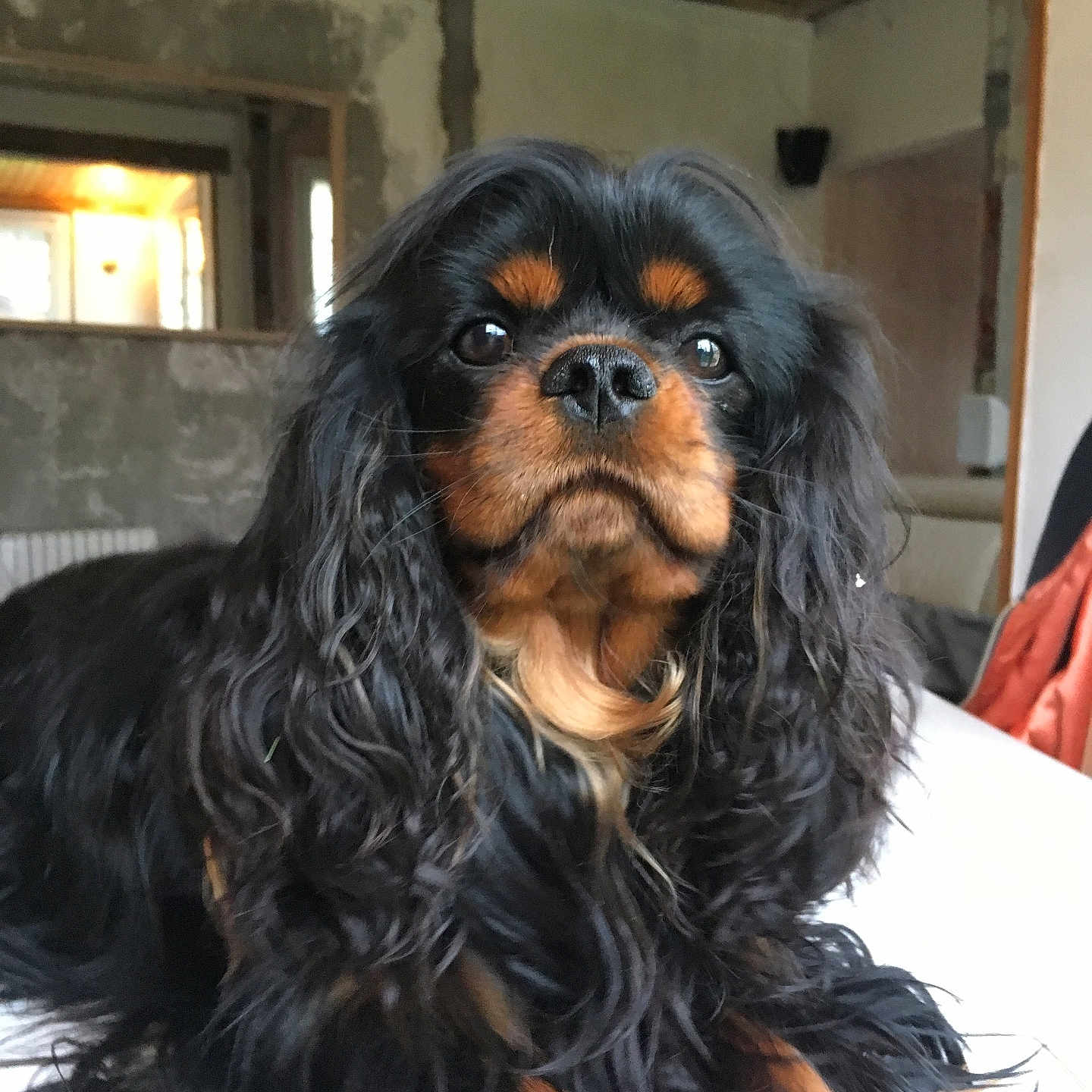 Nice Boy a rejoint le concours — aidez-le/la à gagner de superbes lots ! animal, canine, cockerspaniel, dog, electronics, hair, hound, papillon, person, pet, puppy, slate, speaker, terrier