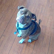 Lacey-Mae joined the competition — help win amazing prizes! dog, brindle, pet, indoor, wooden_floor, sitting, harness, collar, looking_up, curious, animal, canine, domestic, ears, tail, floor, brown, white_paws, tags, young_dog