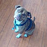 dog, brindle, pet, indoor, wooden_floor, sitting, harness, collar, looking_up, curious, animal, canine, domestic, ears, tail, floor, brown, white_paws, tags, young_dog