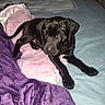 King is registered to the contest to win money with this photo: adorable, animal, bed, black_dog, blanket, cozy, cute, dog, fur, home, indoor, lying_down, pet, pink_blanket, puppy, purple_blanket, resting, sleepy, soft_texture, young_dog