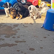 King is registered to the contest to win money with this photo: puppies, dogs, outdoor, sunlight, concrete, toys, playground, colorful, group, pets, young_animals, resting, cute, animal, daylight, plastic, black_puppy, white_puppy, brown_puppy, playtime